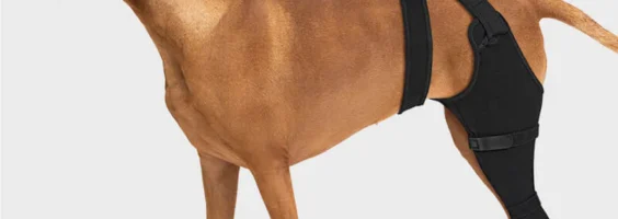 Leg Sleeve vs. Cone of Shame